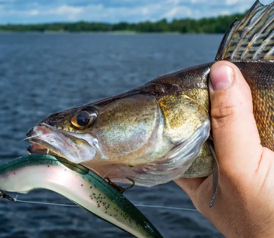 wisconsin fish species